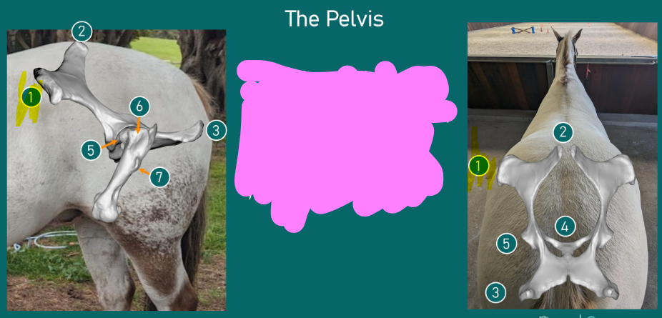 <p>most lateral part of pelvis</p>