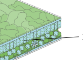 <ul><li><p>cells are clear, have no chloroplasts to let light pass through</p></li><li><p>lens-shaped</p></li></ul><p></p>