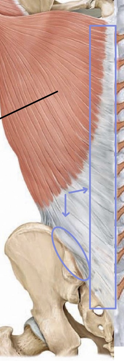 <p>spinous processes of vertebrae &amp; iliac crest </p>