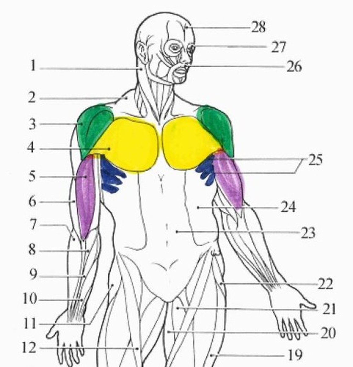 <p>blue muscle</p>