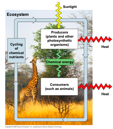 <ol><li><p>decomposition</p></li><li><p>respiration precipitation, condensation, hydrogen cycle</p></li></ol>