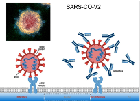 <ul><li><p><span>Antibodies generated by infection/ vaccine bind to the spike protein of Sars and not the whole virus</span></p></li></ul><p></p>