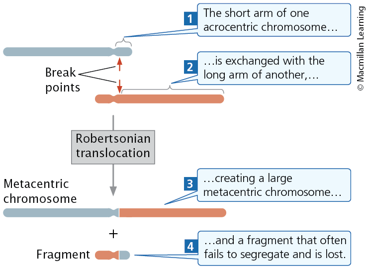 <p><span><span>The long arms of two acrocentric chromosomes become joined to a common centromere, generating a metacentric chromosome with two long arms and another chromosome with two very short arms</span></span></p>