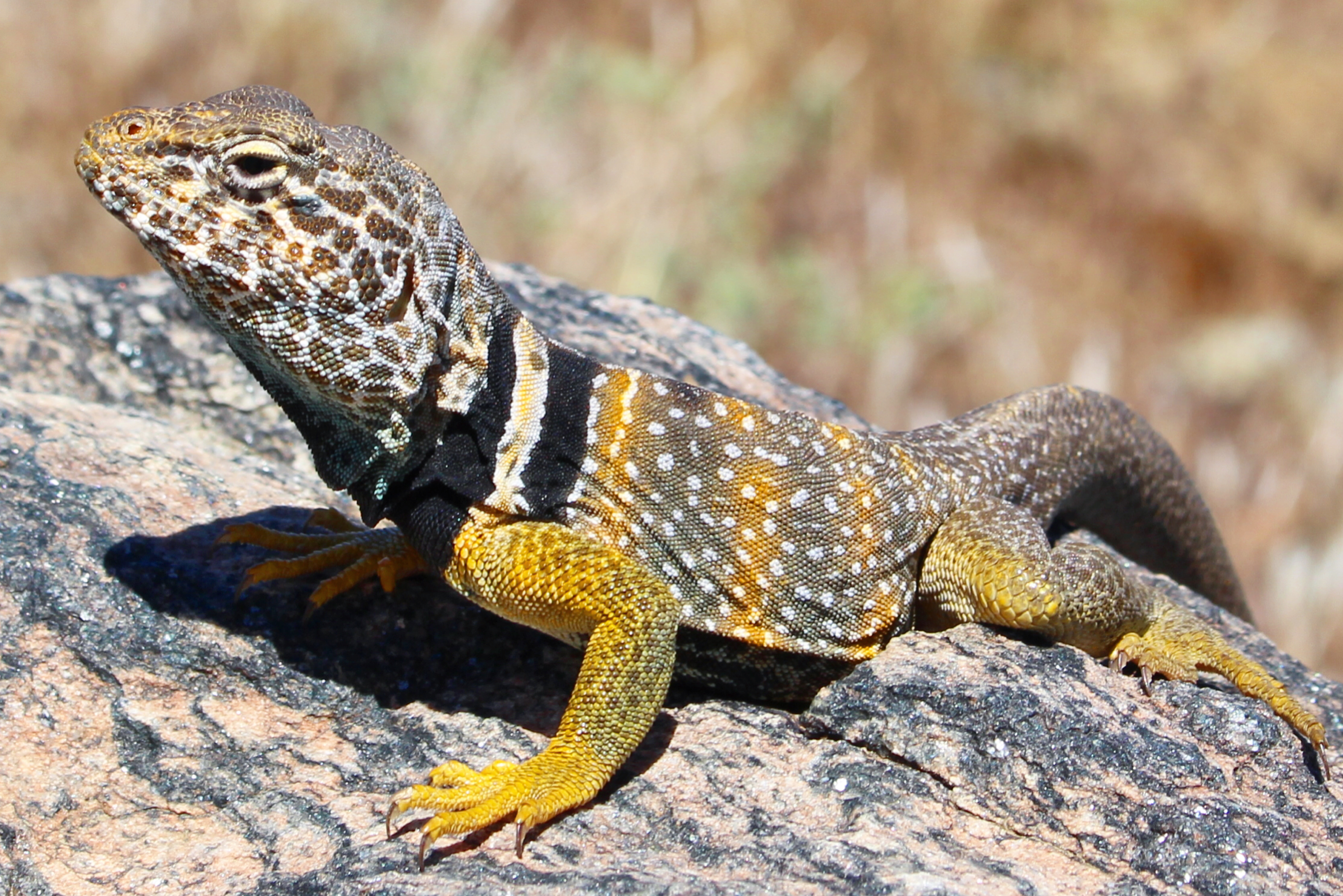 <p>Iguania, Crotaphytidae</p>