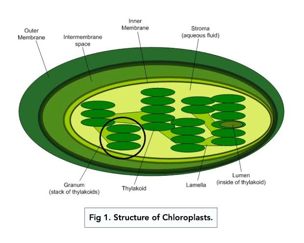 <p><span>More stacks = more surface area for <strong>light absorption; </strong>connected by <em>stromal lamellae</em> (thin tubes) to keep the system organized.</span></p>