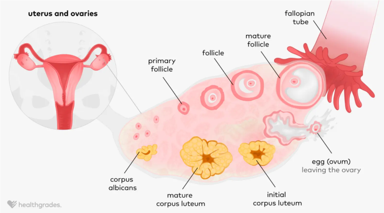 <p>Have follicles → start to mature but one becomes primary/mature follicle → where egg will be released </p><p>Egg meets sperm and embeds in uterine lining </p><ul><li><p>Corpus luteum continues and feeds the pregnancy </p></li></ul><p>No pregnancy → corpus luteum becomes corpus albicans and dies off </p><p></p>
