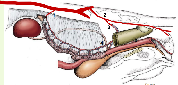 <p>1. Ovarian artery</p><p>• Direct branch of aorta</p><p>• Variably convoluted</p><p></p><p>2. Internal pudendal arteries</p><p>• Supply external genitals</p><p>• Branch off to form:</p><p></p><p>3. Vaginal artery</p><p>• Supplies vagina and rectum</p><p></p><p>4. Uterine artery</p><p>• Branch of the vaginal artery</p><p>• Anastomoses w/ ovarian and vaginal arteries</p><p>» The veins broadly accompany the arteries</p>
