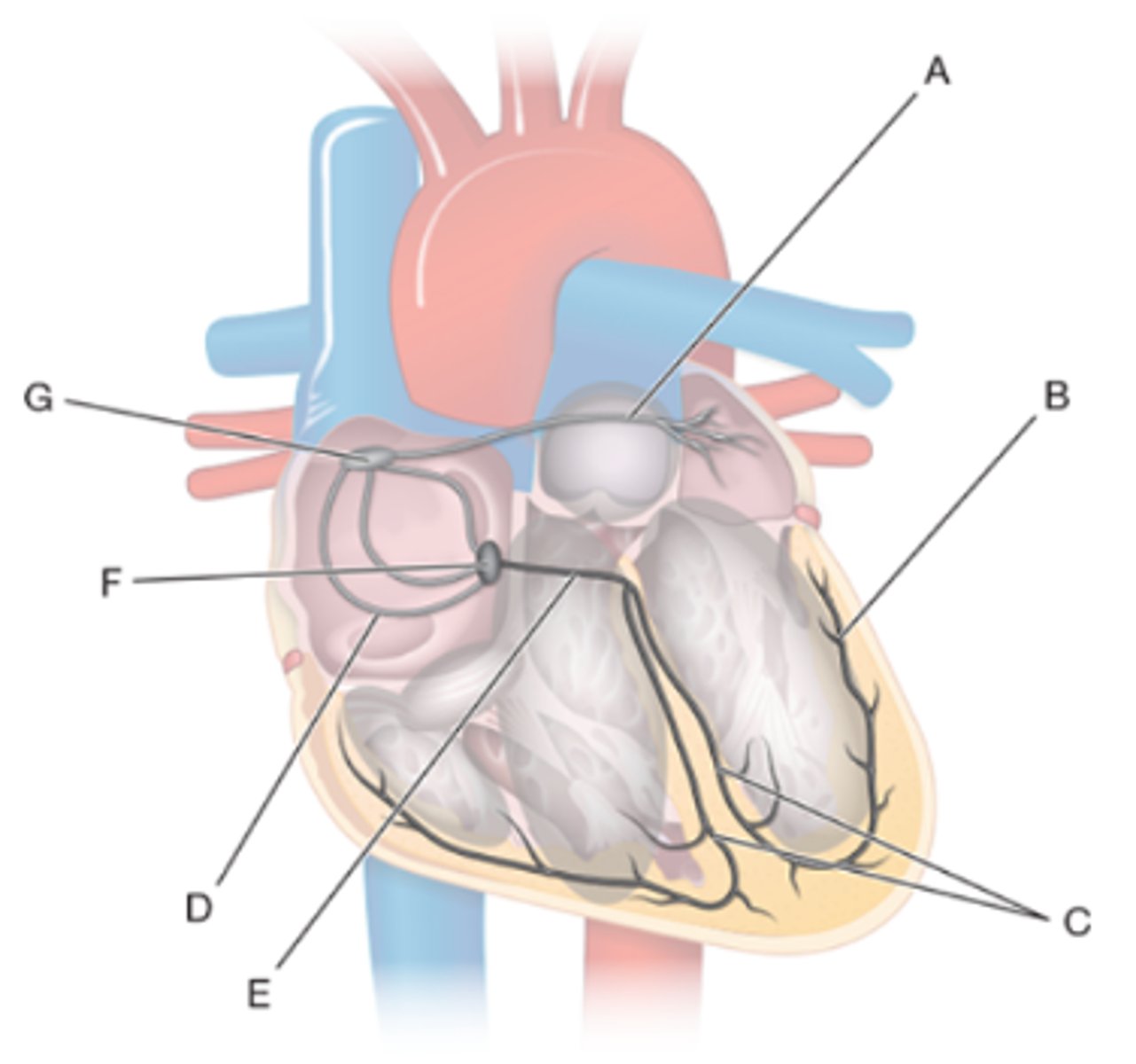 <p>Anatomy of the conduction system of the heart. Label the figure. #A-G</p><p>a. Purkinje fibers</p><p>b. bundle of His</p><p>c. sinoatrial node</p><p>d. bundle branches</p><p>e. atrioventricular node</p><p>f. Bachmann's bundle</p><p>g. internodal pathway</p>
