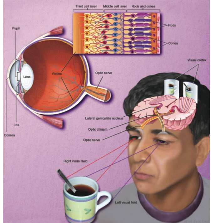 <p>chemin croisé pour la vue de gauche et de droite, deux images sont séparé et comparé</p>