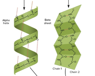 <p>Secondary structure</p>