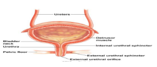 <p>control of body openings and passages</p><p>              • Control movement of substances in and out of passages</p><p></p>