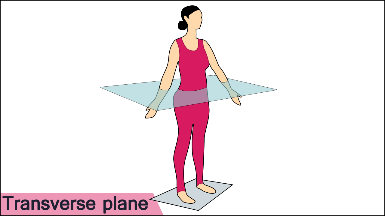 <p>Transverse (horizontal) plane</p>