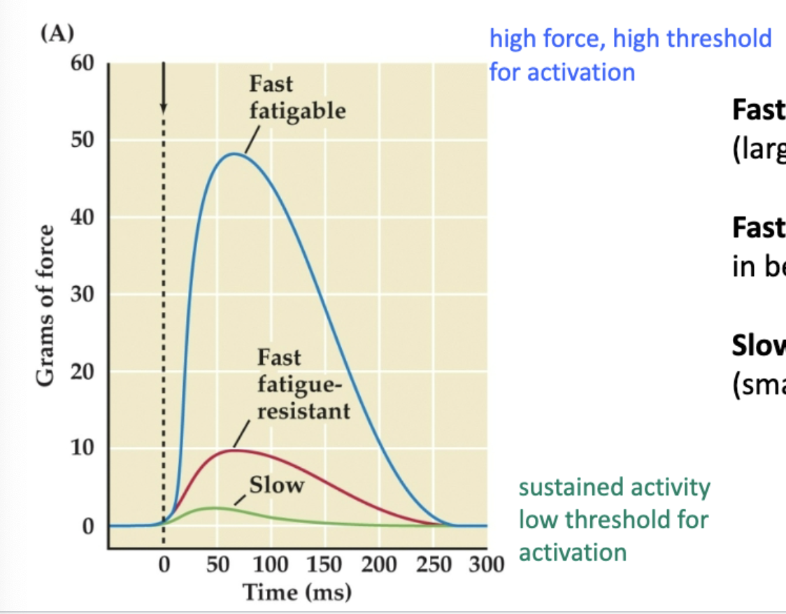 <p>Fast fatigable (Type II fibers) - largest fibers, most powerful (one and done)</p><p>Fast fatigable-resistant (Type IIa fibers) - in between (maintains peak for a LITTLE longer)</p><p>Slow (Type I fibers) - motor units, little fatigue (very small peak)</p>