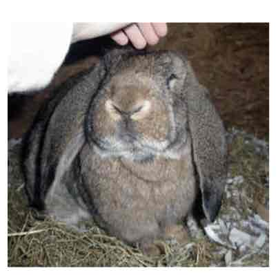 <p>Large</p><p>4.5-6.8kg</p><p>Normal ears </p>