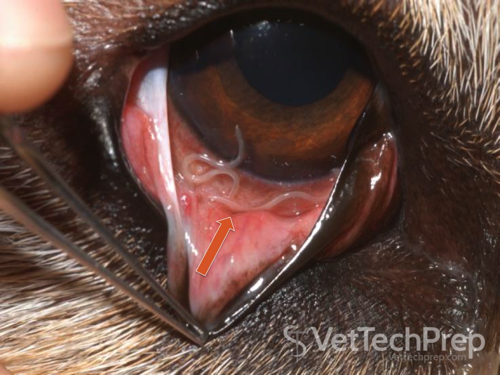 <p>what parasite is this?</p><p>what kind of parasite is this?</p><p>whats the scientific name?</p>