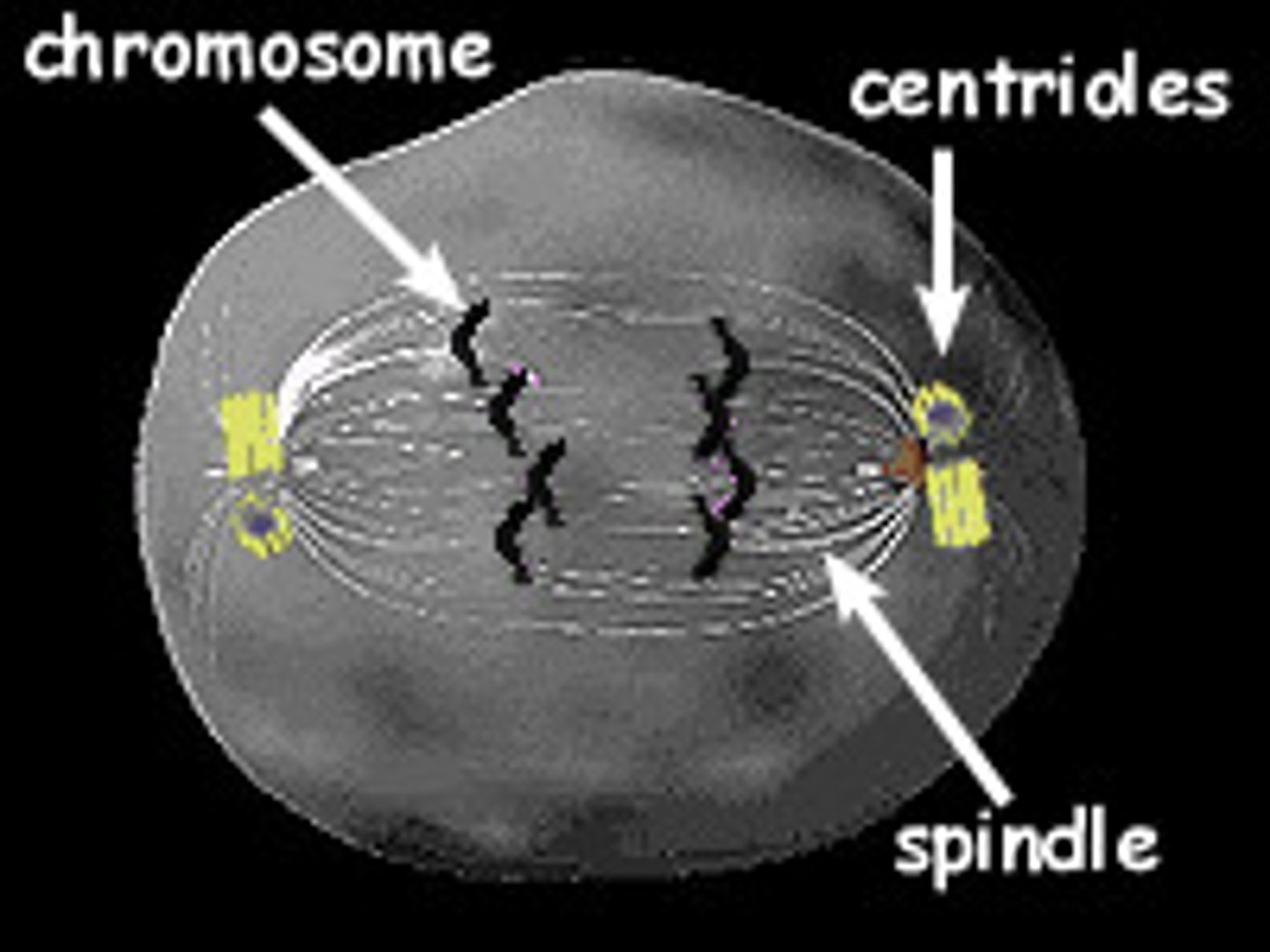 <p>A minute cylindrical organelle near the nucleus in animal cells, occurring in pairs and involved in the development of spindle fibres in cell division.</p>