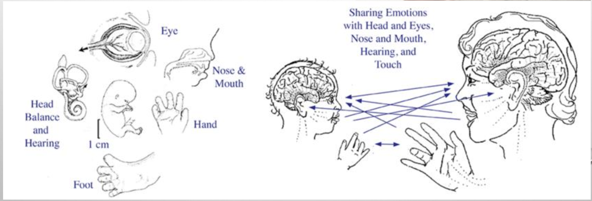 <ul><li><p>Proto-conversations: Involve many social, cognitive and motor skills</p></li><li><p>Imitation</p></li><li><p>Initiating interactions</p></li><li><p>Maintaining conversations</p></li><li><p>Repairing faulty conversations</p></li></ul><p>All part of “<strong>shared intentionality</strong>” - the ability and motivation to engage with others in <em>collaborative, cooperative activities</em> with <em>joint goals and intentions</em>.</p>