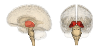 <p>Thalamus</p>