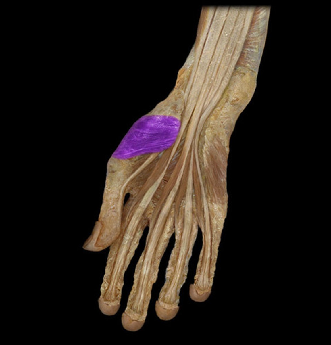<p>Action: opposition of thumb<br><br>Origin: flexor retinaculum; trapezium<br><br>Insertion: anterior side of 1 metacarpal</p>