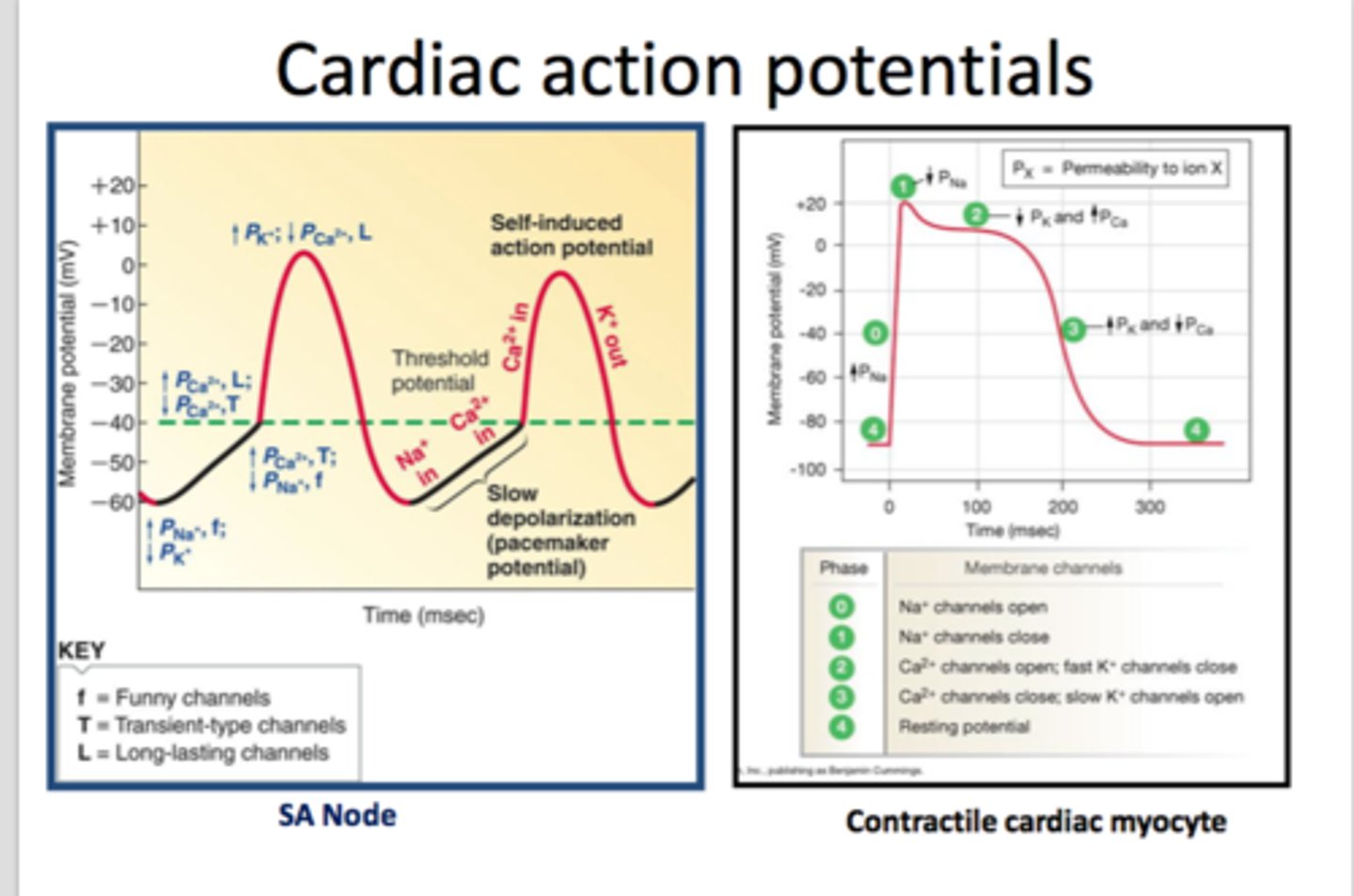 <p>Membrane potential of pacemaker cells slowly depolarizes due to:</p><p>- Increased inward Na+ current</p><p>- Decreased outward K+ current</p><p>- Increased inward Ca2+ current</p>