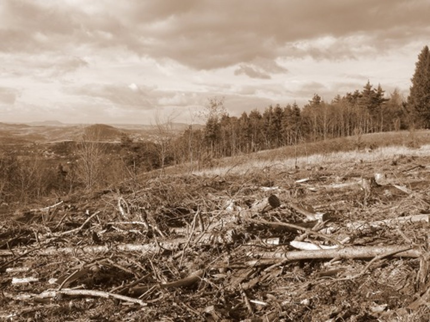 <p>The removal of trees faster than forests can replace themselves.</p>