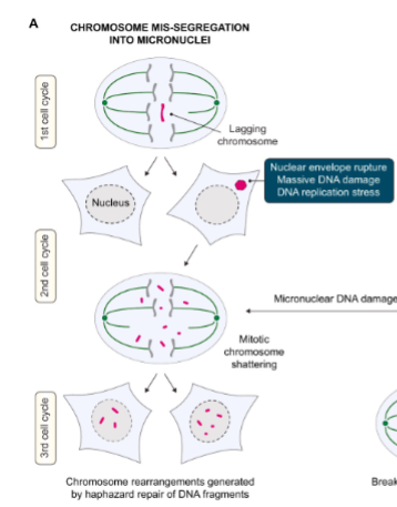 <ol><li><p>A chromosome gets left behind during cell division → forms a micronucleus.</p></li><li><p>Micronucleus is defective → its envelope often breaks.</p></li><li><p>DNA inside gets massively damaged.</p></li><li><p>In the next divisions, the shattered DNA gets randomly stitched back together.</p></li></ol><p>Result: chromosome rearrangements (very unstable, cancer-promoting).</p>