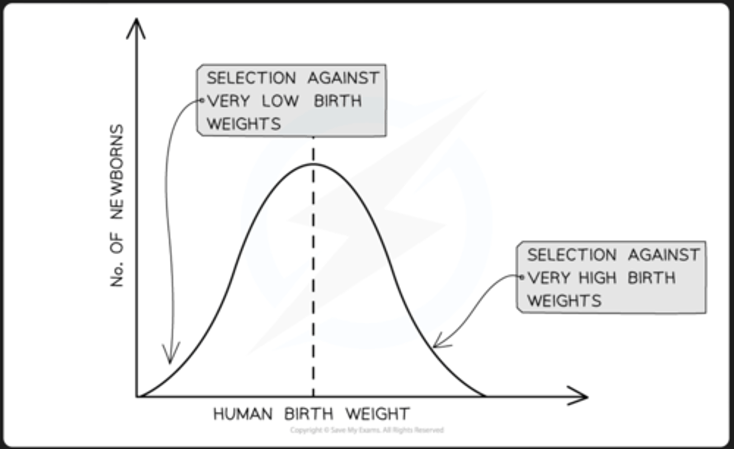 <p>- selects in favour of the average individual in a population</p><p>- occurs when environmental conditions are stable</p><p>- most common form of selection</p><p>- bell shaped curve</p>