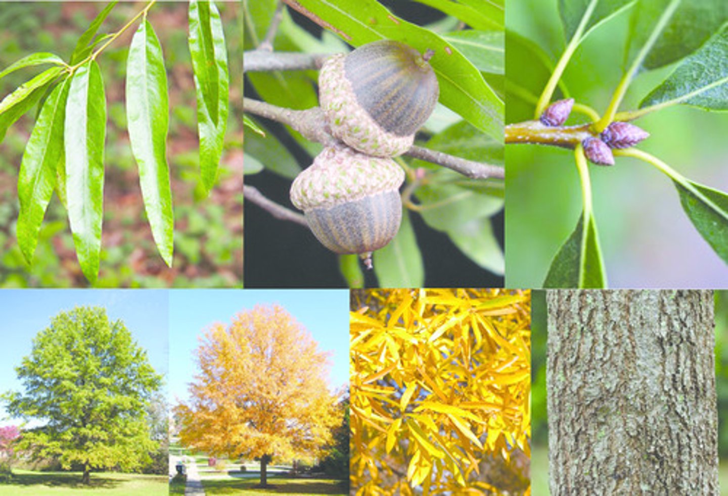 <p>Leaves look like a willow leaf</p>