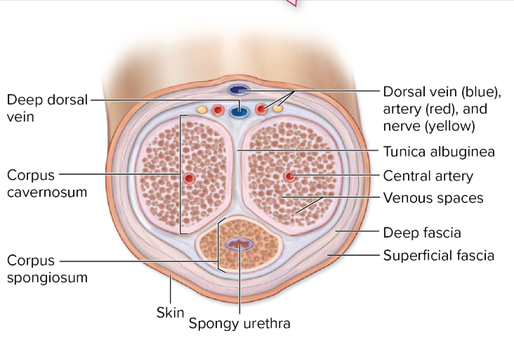 <p>Corpora cavernosa</p>