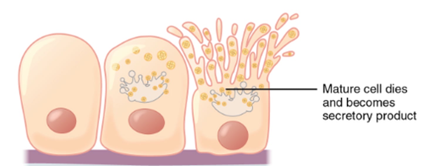 <p>release of a substance caused by the rupture of a gland cell, which becomes part of the secretion</p>