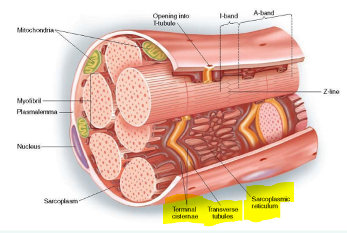 <p>Fluid-filled system of sacs that surround each <strong>myofibril</strong></p><p><strong>Stores </strong>and releases <strong>calcium</strong></p>