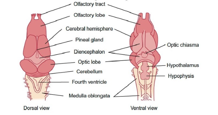 <ul><li><p>Offactory lobes process chemosensory stimuli </p></li><li><p>Optic lobes receive visual stimuli </p></li><li><p>Cerebellum coordinates motor activity </p></li><li><p>Different types of neurons can be aggregated in different brain areas, dictating that brain region’s role in behaviour </p></li></ul><p></p>