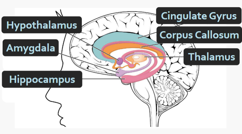 <ul><li><p>Hippocampus</p></li><li><p>Amygdala</p></li><li><p>Hypothalamus</p></li><li><p>Fornix</p></li><li><p>Thalamus</p></li><li><p>Mamillary Bodies</p></li><li><p>(Cingulate gyrus)</p></li><li><p>(Orbitofrontal cortex)</p></li></ul><p></p>