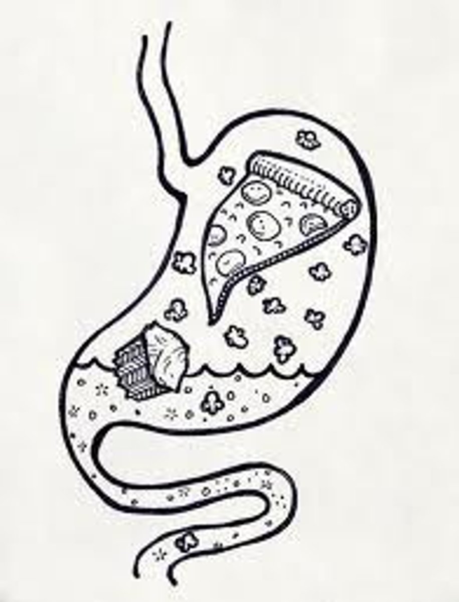 <p>break down food to get energy and nutrients</p>