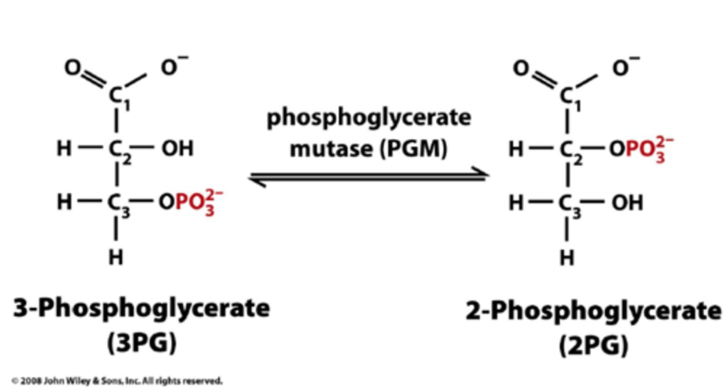 <p>Conversion of 3-Phosphoglycerate to 2-Phosphoglycerate</p><p>Phosphoglycerate mutase</p><p>Reversible isomerization reaction</p><p>Mutase - Catalyzes movement of a functional group from one molecule to another</p>
