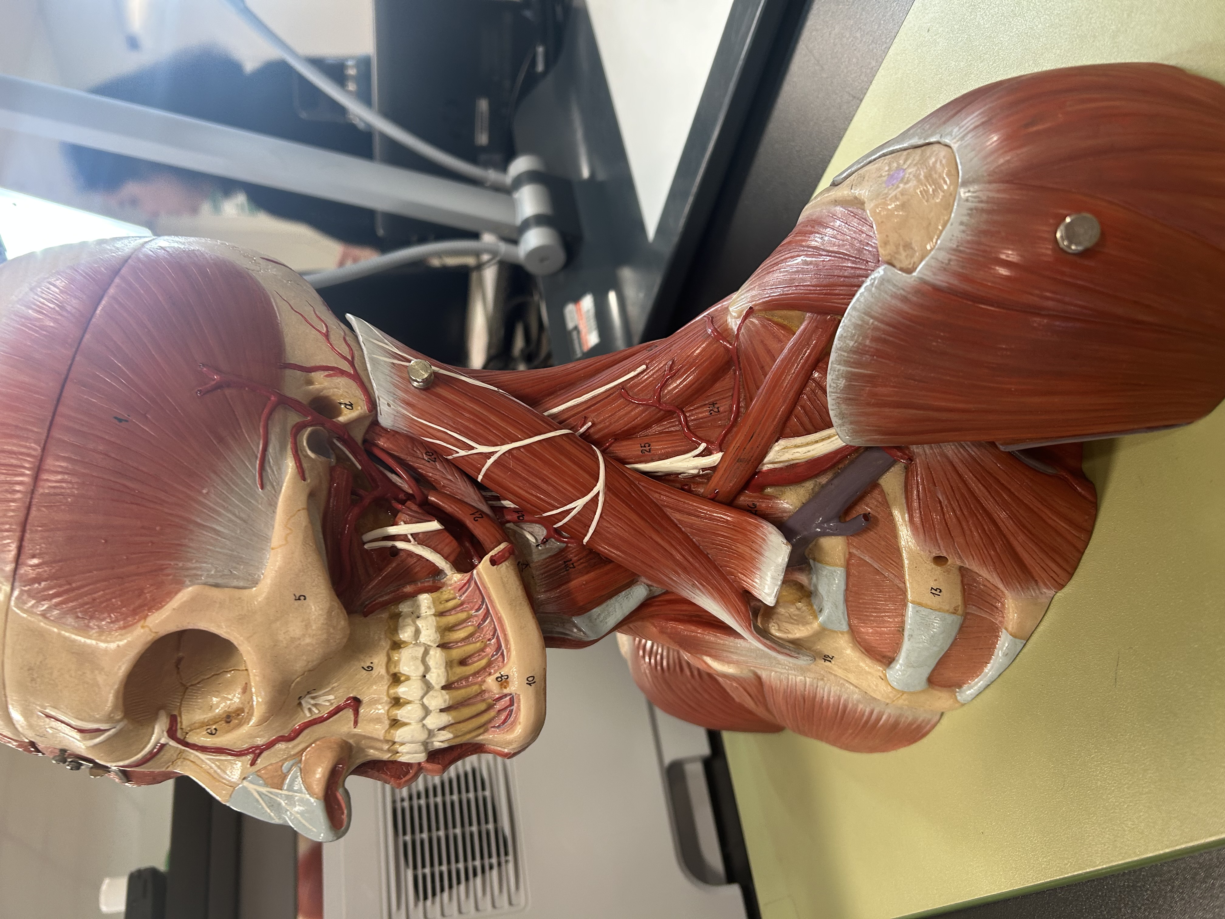 <p>What is the function of muscle 1?</p>