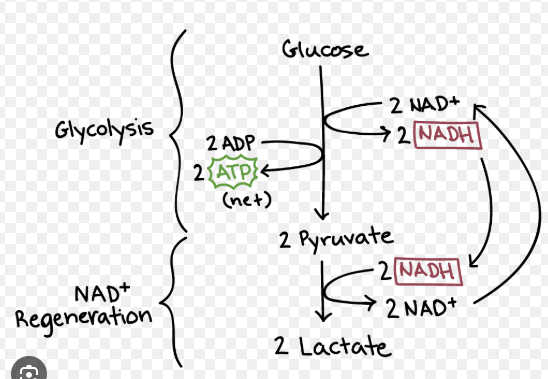 <p>An anaerobic path way for breaking down glucose. In this pathway only glycolysis occurs with 1 or 2 extra reactions at the end.</p><p>The side process through which glycolysis byproducts go through when there is not enough oxygen around to carry out aerobic cellular respiration.</p><p>This process is anaerobic.</p><p>Humans do lactic acid _____. Some organisms do alcohol ______.</p><p>This pathway does not require a mitochondria or nucleus unlike aerobic respiration which does.</p><p>The picture attached shows _________ in humans.</p>