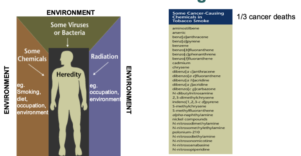 <p><span style="background-color: inherit; line-height: 22px; color: windowtext;"><span>Heredity- may be inherited predisposition to cancer</span></span><span style="line-height: 22px; color: windowtext;"><span>&nbsp;</span></span></p><p class="Paragraph SCXO178457977 BCX0" style="text-align: left;"><span style="background-color: inherit; line-height: 22px; color: windowtext;"><span>Environment we are exposed to</span></span><span style="line-height: 22px; color: windowtext;"><span>&nbsp;</span></span></p><ul><li><p class="Paragraph SCXO178457977 BCX0" style="text-align: left;"><span style="background-color: inherit; line-height: 22px; color: windowtext;"><span>Chemical- smoking diet occupation</span></span><span style="line-height: 22px; color: windowtext;"><span>&nbsp;</span></span></p></li><li><p class="Paragraph SCXO178457977 BCX0" style="text-align: left;"><span style="background-color: inherit; line-height: 22px; color: windowtext;"><span>Viral</span></span><span style="line-height: 22px; color: windowtext;"><span>&nbsp;</span></span></p></li><li><p class="Paragraph SCXO178457977 BCX0" style="text-align: left;"><span style="background-color: inherit; line-height: 22px; color: windowtext;"><span>Radiation</span></span><span style="line-height: 22px; color: windowtext;"><span>&nbsp;</span></span></p></li></ul><p class="Paragraph SCXO178457977 BCX0" style="text-align: left;"><span style="background-color: inherit; line-height: 22px; color: windowtext;"><span>Add up to make our cancer risk&nbsp;</span></span><span style="line-height: 22px; color: windowtext;"><span>&nbsp;</span></span></p><p class="Paragraph SCXO178457977 BCX0" style="text-align: left;"><span style="background-color: inherit; line-height: 22px; color: windowtext;"><span>Biggest factor is carcinogens in tobacco smoke&nbsp;</span></span><span style="line-height: 22px; color: windowtext;"><span>&nbsp;</span></span></p>
