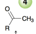 <p>Ketone at least substituted carbon and methyl at the end </p>