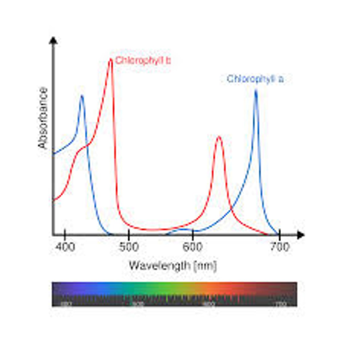 <p>blue-violet and red light work best, green the worst for photosynthesis</p>