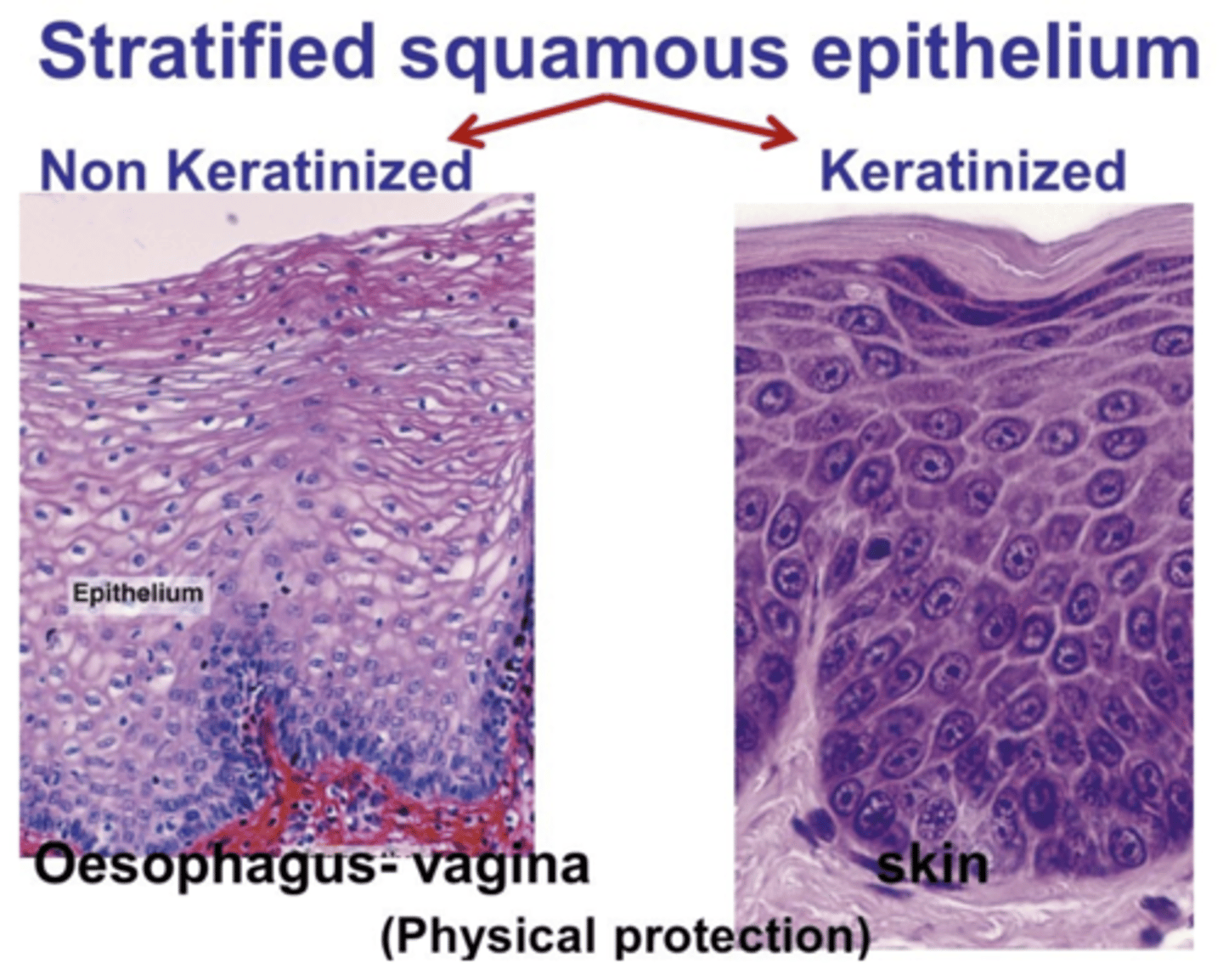 <p>The two types are keratinized and non-keratinized stratified squamous epithelium.</p>