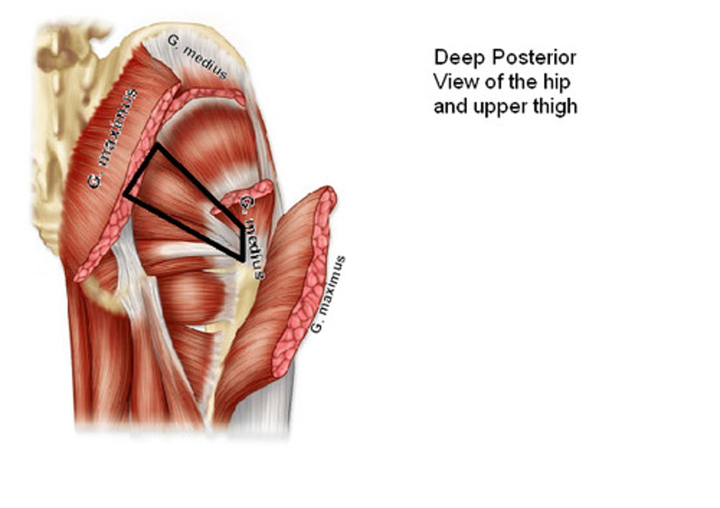 <p>Origin: anterior surface of 2nd - 4th sacral segments; superior margin of greater sciatic notch and sacrotuberous ligament</p><p>Insertion: superior border of greater trochanter of femur</p><p>Innervation: branches of anterior rami of <strong>S1</strong>, S2</p><p>Action: laterally rotate extended hip joint; abduct flexed hip joint; steady femoral head in acetabulum (stabilizes hip joint)</p>