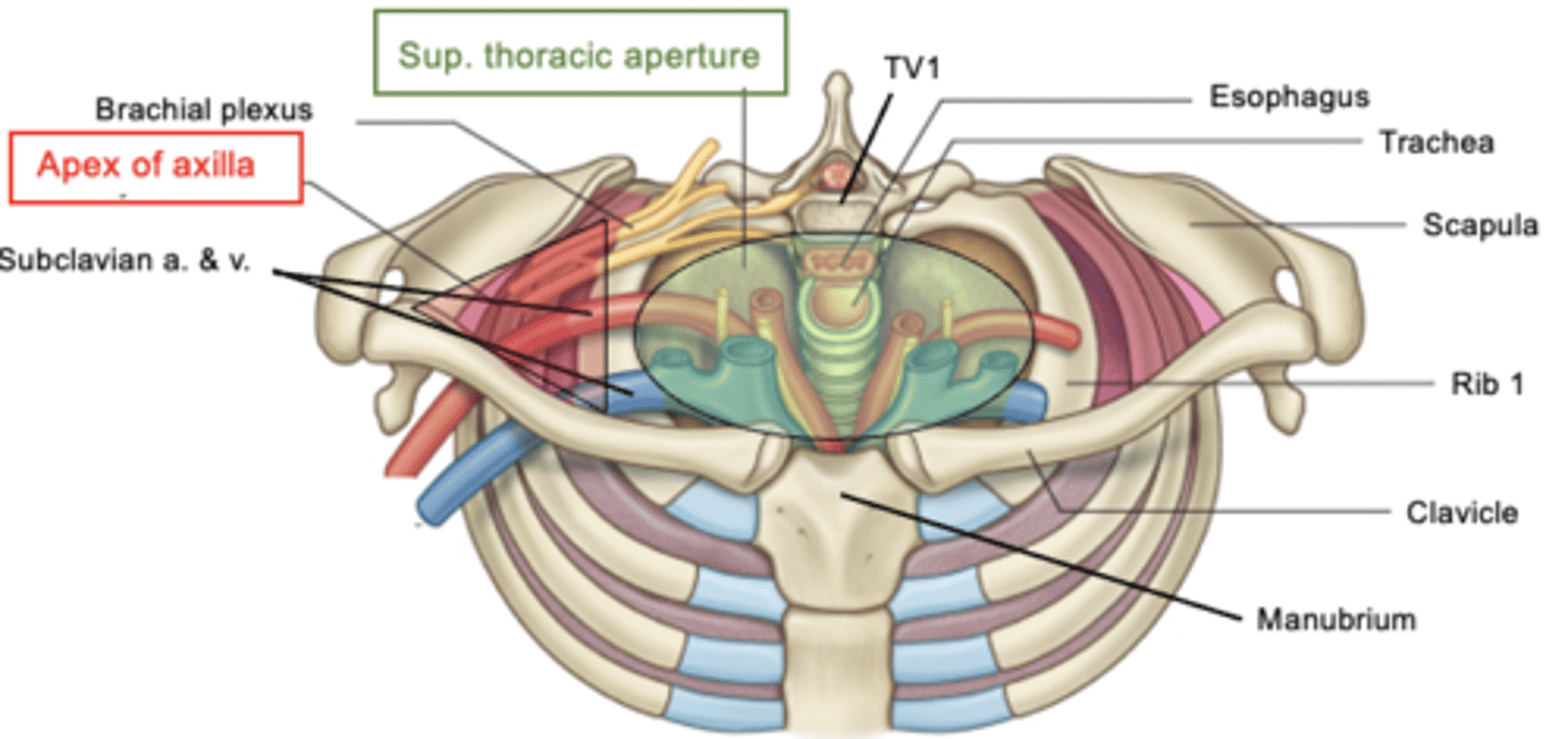 <p>neck and thorax </p><p>-and between the neck and upper limb (axilla)</p>