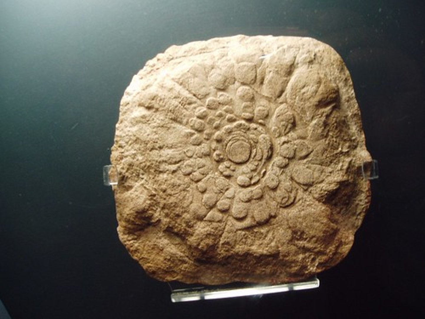 <p>flower in a rock</p>
