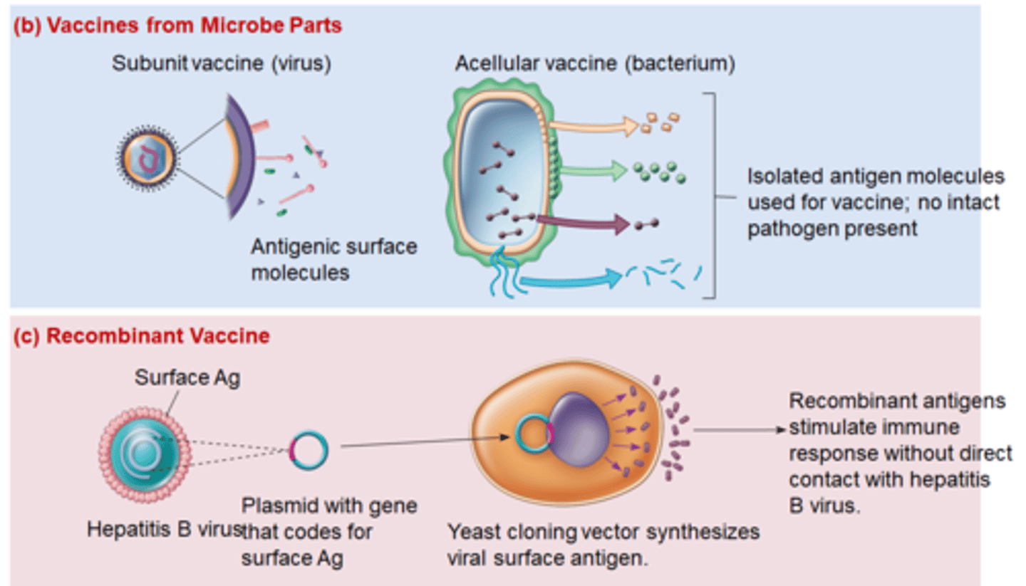 <p>- exact antigenic determinants can be used when known such as: capsules, surface protein, exotoxins</p><p>- antigen can be taken from cultures, produced by genetic engineering, or synthesized</p>