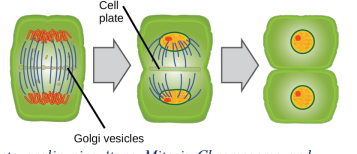 <p>a rigid cell wall prevents pinching. Vesicles assemble membrane components to form an expanding membrane partition called the ______.</p>