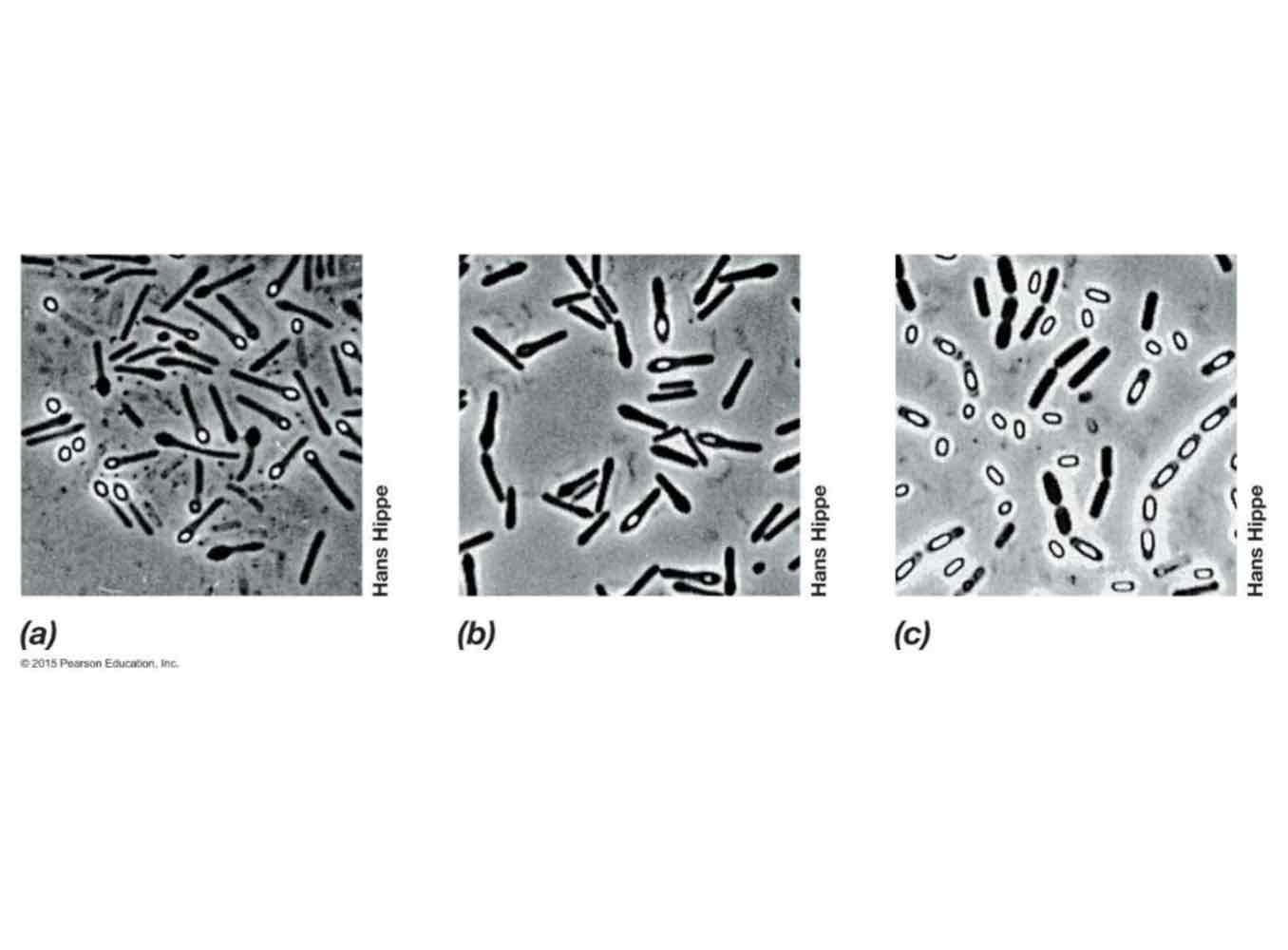 <p><em>Bacillus</em> and <em>Clostridium</em>, respectively.</p>