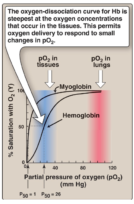 <p>oxygen-dissociation curve for Hb</p>