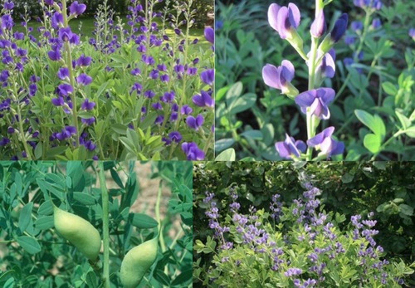 <p>SHAKE IT!; native; dry infertile soil; almost shrub; seed needs to be scarfied</p><p>leaves: ternately compound; foliage seperate from flower stalk; alternate; entire margin; gray cast</p>