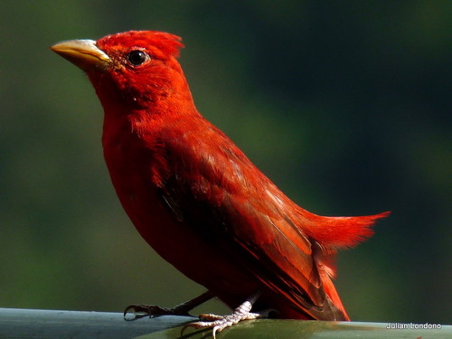 <p>Passeriformes Cardinalidae</p>